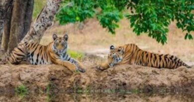 कैसे बचेगा हमारा राष्ट्रीय पशु बाघ ? –ज्ञानेन्द्र रावत