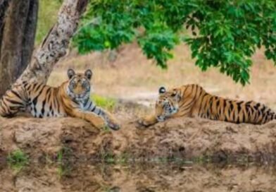 कैसे बचेगा हमारा राष्ट्रीय पशु बाघ ? –ज्ञानेन्द्र रावत